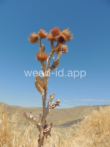 thistle, Scotch